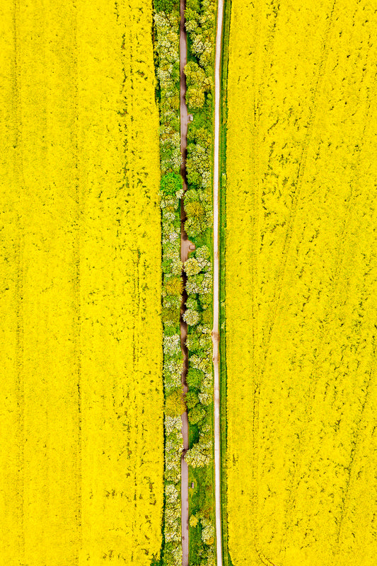 The Yellow Way | Thurstaston (2019)